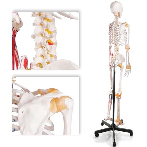 Life Size Human Skeleton Model with Nervous System 70.8 in with Rolling Stand R254896