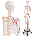 Life Size Human Skeleton Model with Nervous System 70.8 in with Rolling Stand R254896