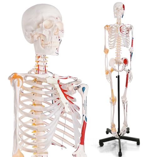 Life Size Human Skeleton Model with Nervous System 70.8 in with Rolling Stand R254896