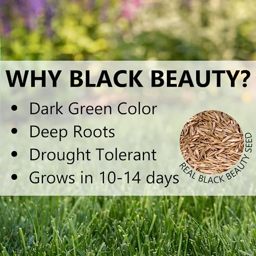 Black Beauty Heavy Traffic Grass Seed 25 lb L54798