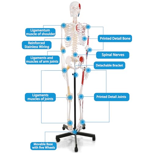 Life Size Human Skeleton Model with Nervous System 70.8 in with Rolling Stand R254896