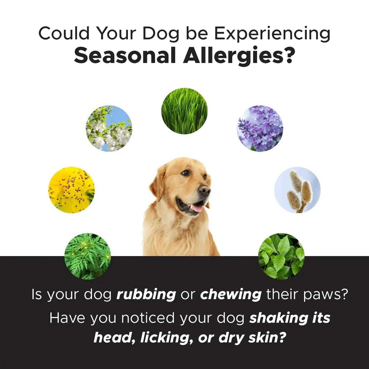Allergy Support Chews for Dogs V768634
