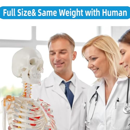 Life Size Human Skeleton Model with Nervous System 70.8 in with Rolling Stand R254896
