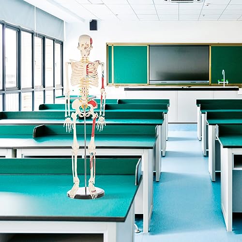 Life Size Human Skeleton Model with Nervous System 70.8 in with Rolling Stand R254896