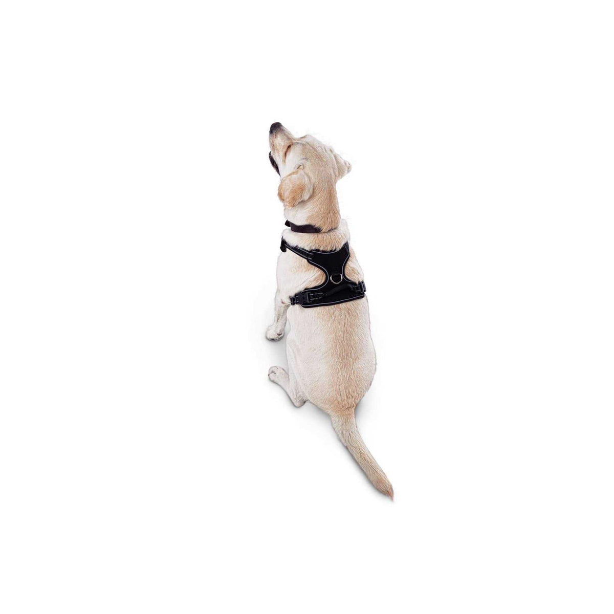 Black Front Walking Dog Harness L1779
