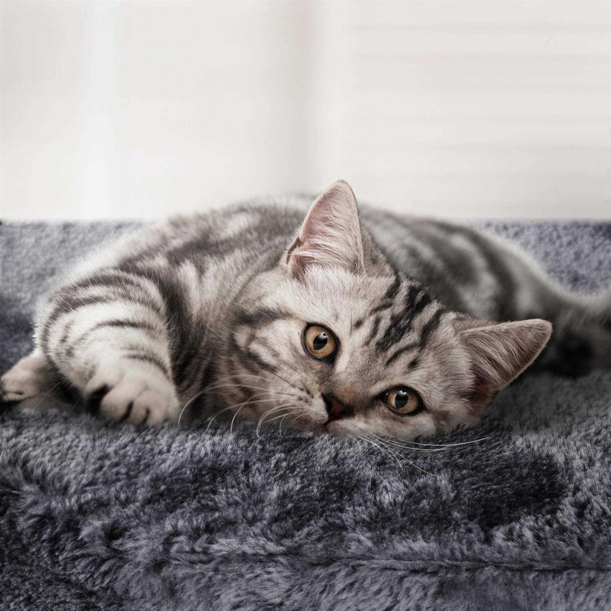 Plush Cat Tree Condo with Basket T393776