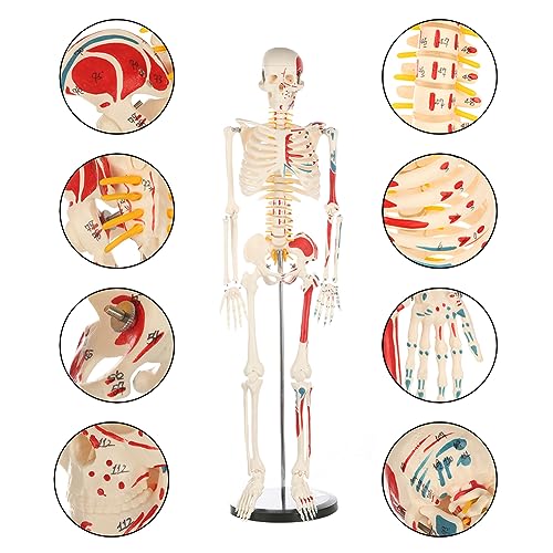Life Size Human Skeleton Model with Nervous System 70.8 in with Rolling Stand R254896