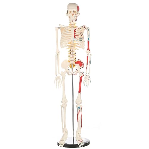 Life Size Human Skeleton Model with Nervous System 70.8 in with Rolling Stand R254896