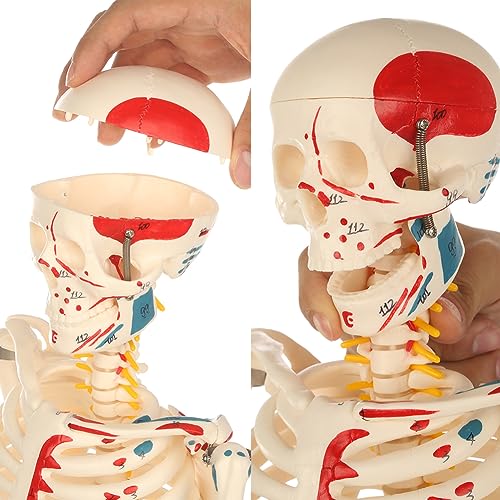 Life Size Human Skeleton Model with Nervous System 70.8 in with Rolling Stand R254896