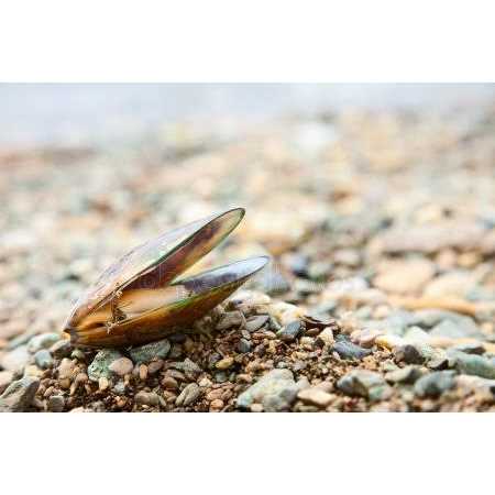 Green Lipped Mussel Omega 3 Pet Supplement I772