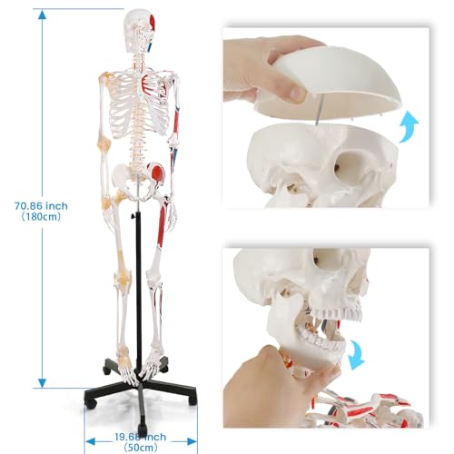 Life Size Human Skeleton Model with Nervous System 70.8 in with Rolling Stand R254896