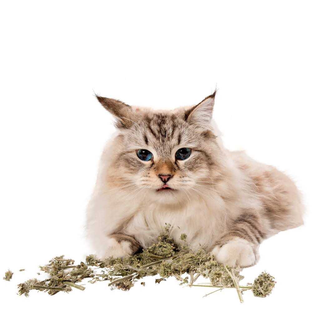 Catnip Buds F92986